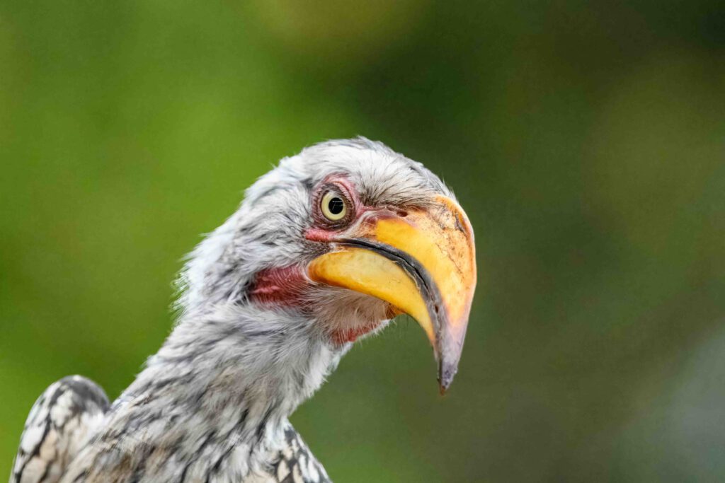 Southern Yellow-billed Hornbill